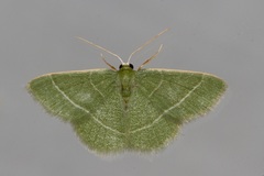 Neromia
