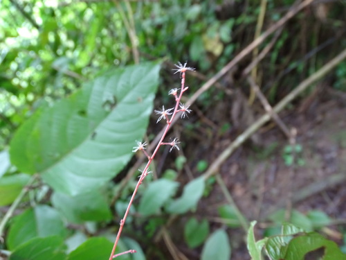 Acalypha schlechtendaliana