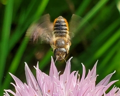 Megachile