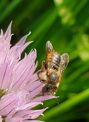 Megachile