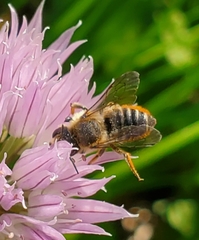 Megachile