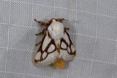 Parapluda invitabilis