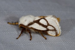 Parapluda invitabilis