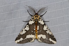 Rhodophthitus commaculata