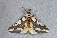 Rhodophthitus commaculata