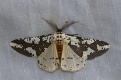 Rhodophthitus commaculata