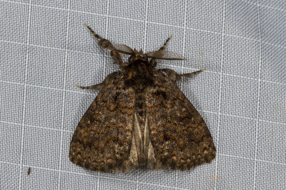 Homochira rendalli