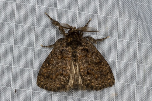 Homochira