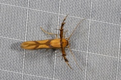 Stathmopoda crassella