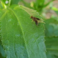 Chrysopilus quadratus
