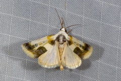 Acontia natalis