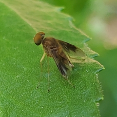 Chrysopilus quadratus
