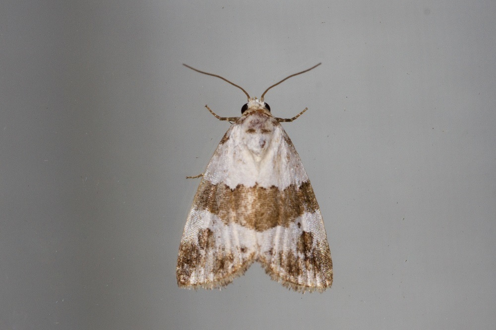 Maliattha subblandula