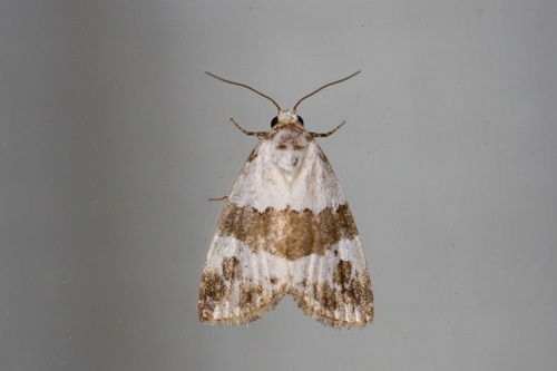 Maliattha subblandula Hacker, 2016