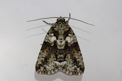 Blenina squamifera