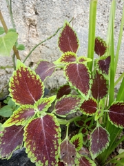 Coleus scutellarioides