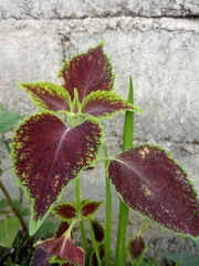 Coleus scutellarioides