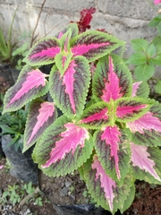 Coleus scutellarioides