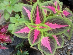 Coleus scutellarioides