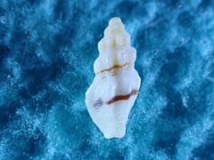 Etrema paucimaculata