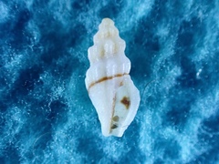 Etrema paucimaculata