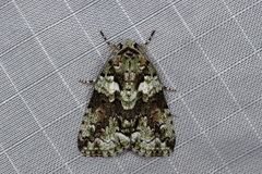 Blenina squamifera