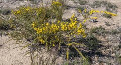 Acacia pravifolia