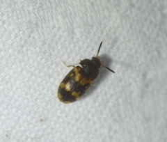 Mycetophagus flexuosus