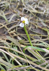 Sagittaria natans