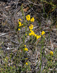 Acacia pravifolia