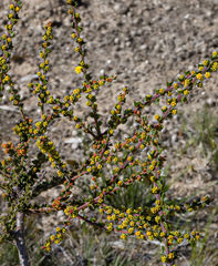 Acacia pravifolia