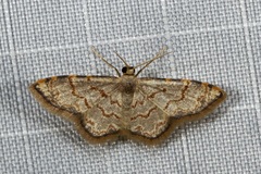 Idaea sublimbaria