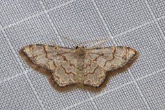 Idaea sublimbaria