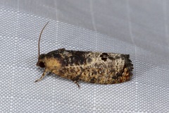 Cryptophlebia peltastica