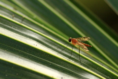 Chrysopilus ferruginosus