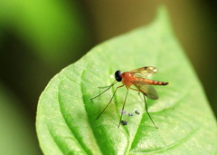 Chrysopilus ferruginosus