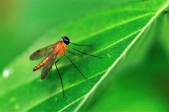 Chrysopilus ferruginosus