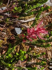 Exobasidium cassiopes
