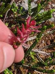 Exobasidium cassiopes