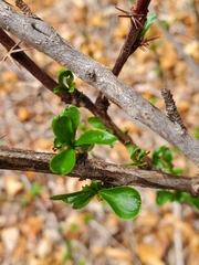 Berberis fendleri