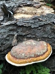 Fomitopsis schrenkii
