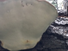 Fomitopsis schrenkii