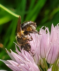Andrena
