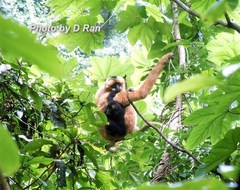 Black Crested Gibbon photo 2