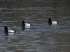 Aythya affinis