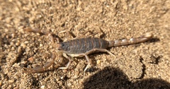 Paruroctonus variabilis