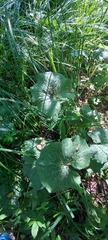 Caltha palustris