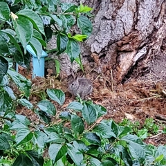 Sylvilagus floridanus