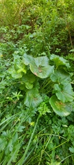 Caltha palustris