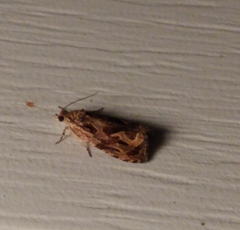 Zomaria interruptolineana